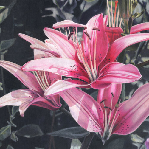 Pink LIlies